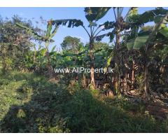 Land with Banana Trees for Sale