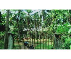 Land with Coconut Trees for Sale